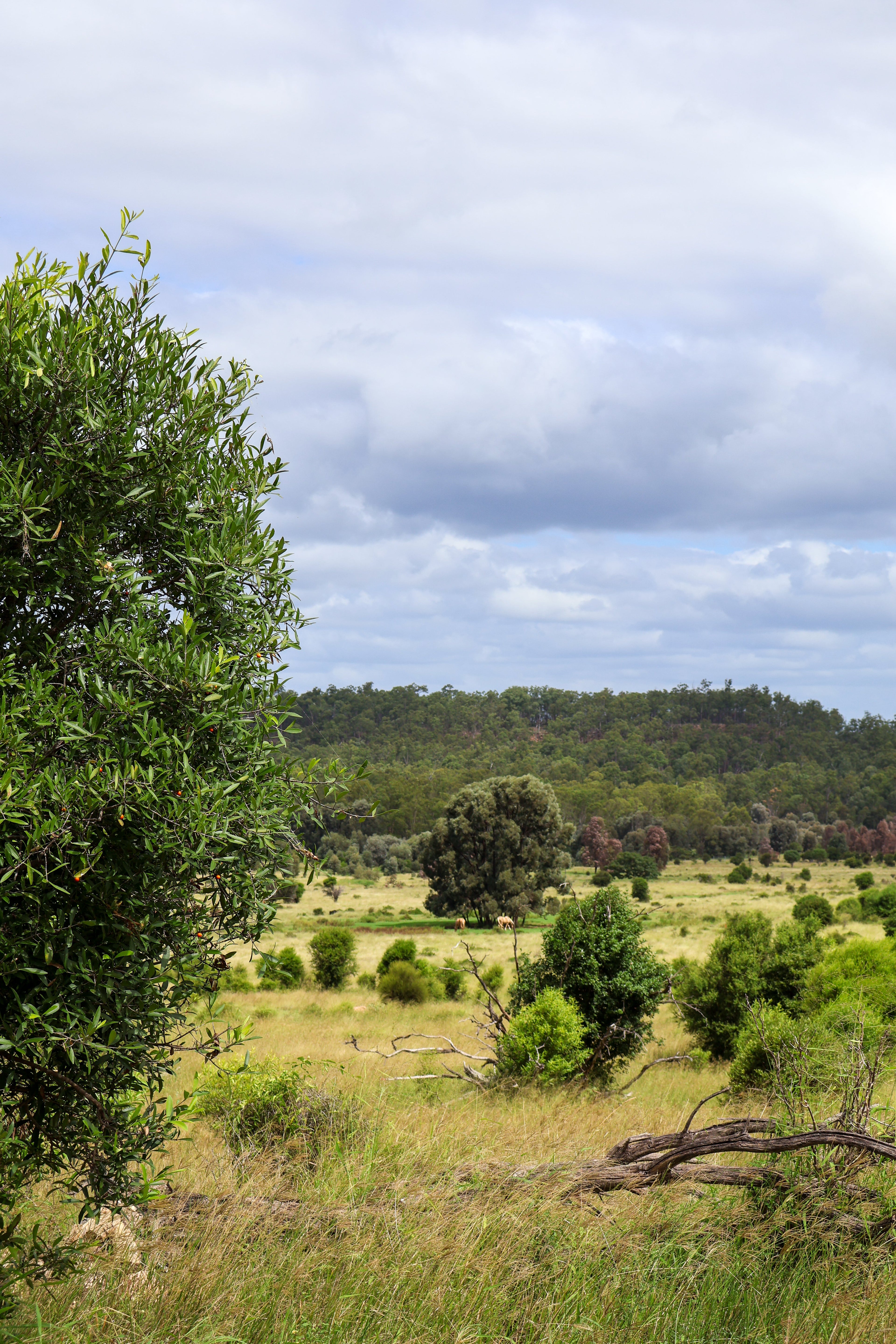 Why More Queensland Families Are Buying Beef Direct From Local Farms