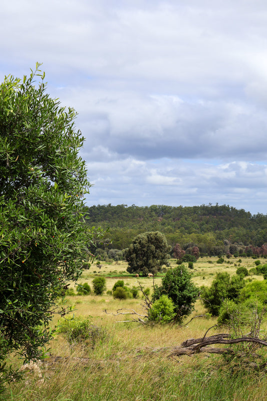 Why More Queensland Families Are Buying Beef Direct From Local Farms