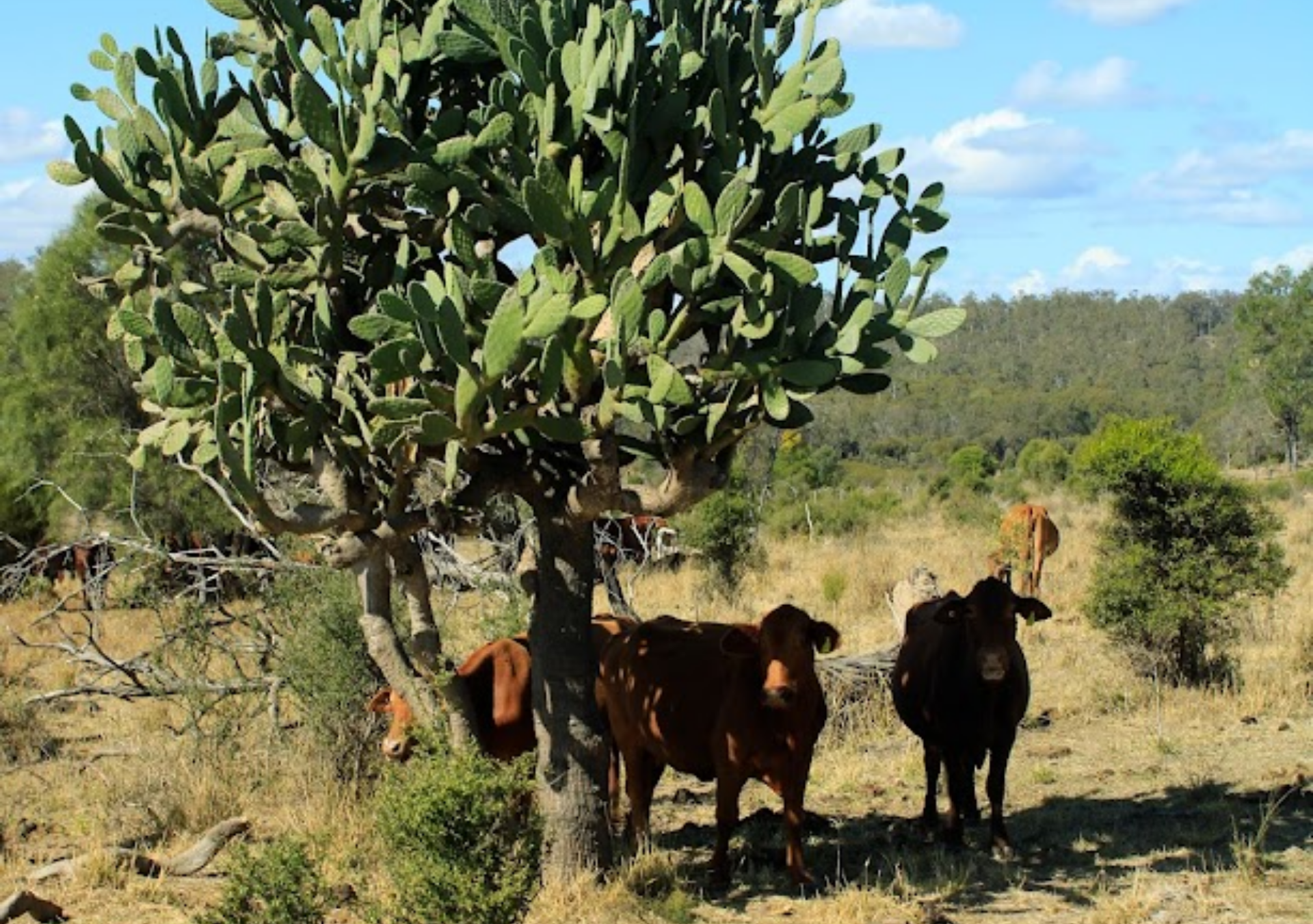 Sustainable Grass-Fed Beef: Why It Matters for Your Plate and the Planet