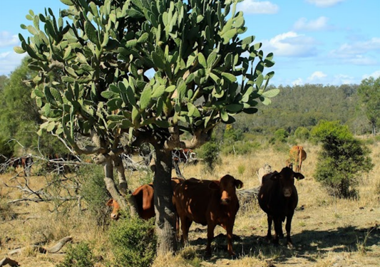 Sustainable Grass-Fed Beef: Why It Matters for Your Plate and the Planet