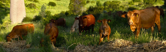 What You Need to Know About mRNA Vaccines for Cattle